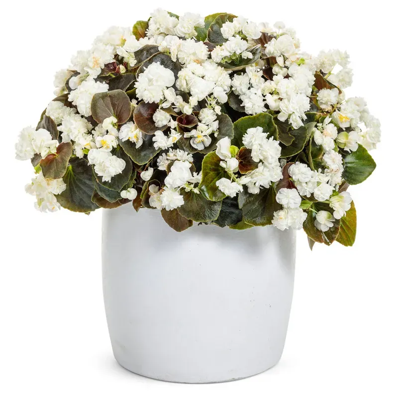 Бегония белая горшечная